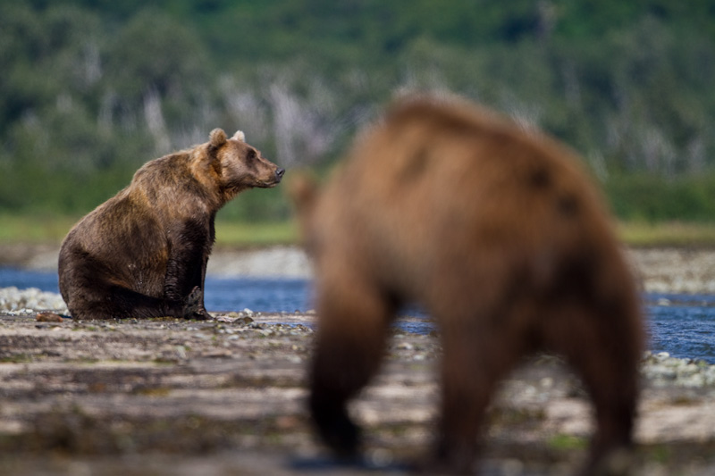 Grizzly Bears